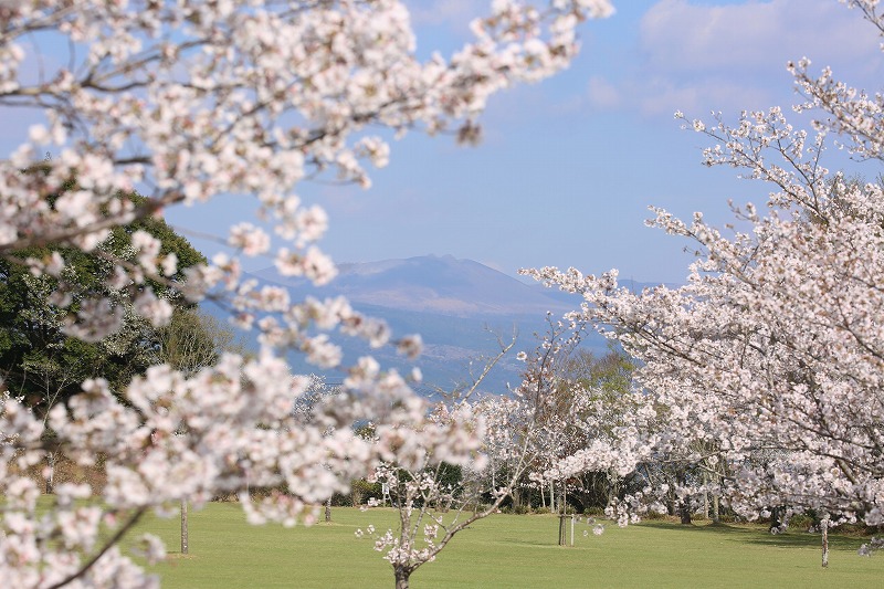 さくらから見える霧島連山