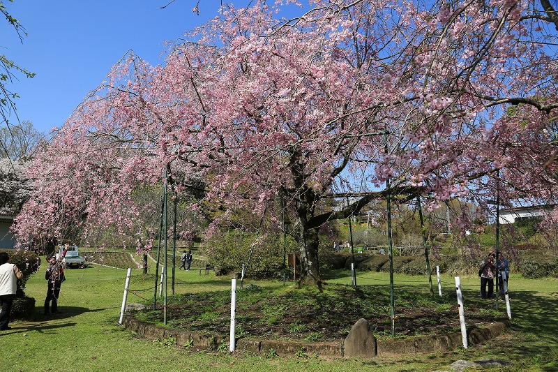 しだれ桜
