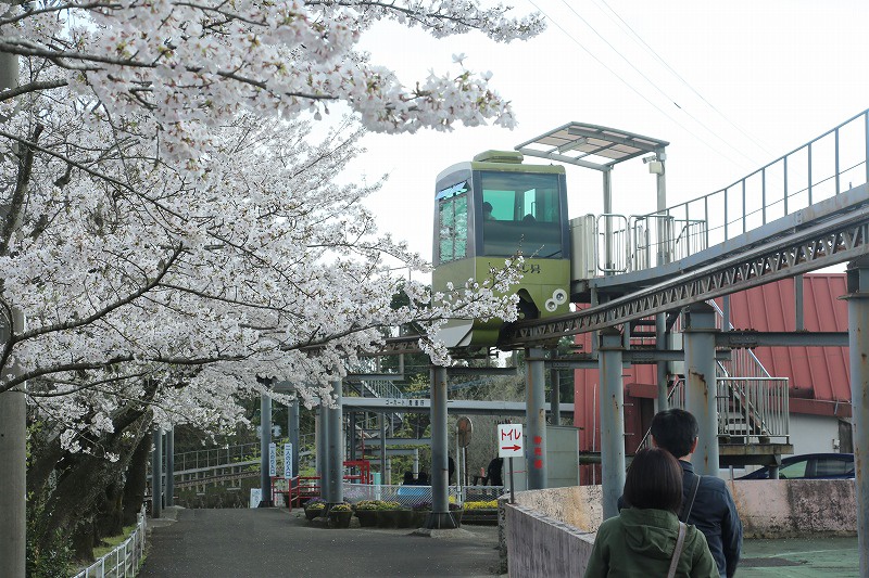 桜舞う公園内